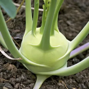 OSC White Vienna Kohlrabi Seeds - Packet